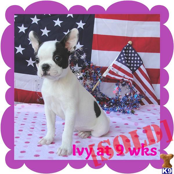 Boston Terrier Puppy-Ivy