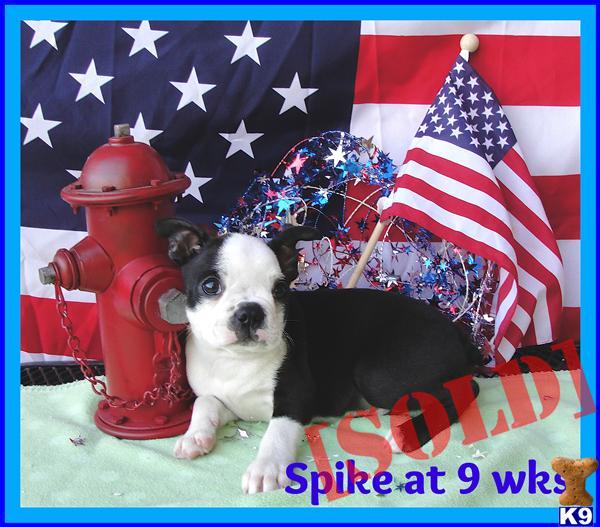 Boston Terrier Puppy-Spike