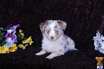 Show Quality Red Merle Male 2 Blue Eyes