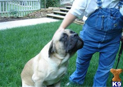 Goliaths Massive Barking Tank