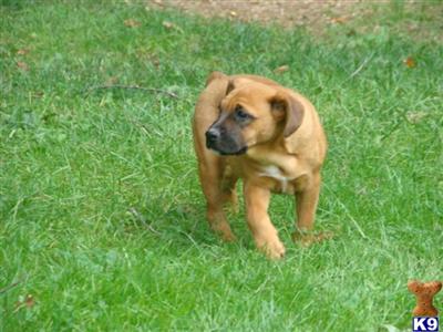 Beautiful half English Bulldog and mostly Boston Terrier crossed puppies.....Smart