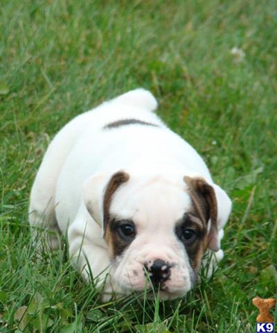 7/8 English Bulldog/1/8 Beagle puppies...adorable
