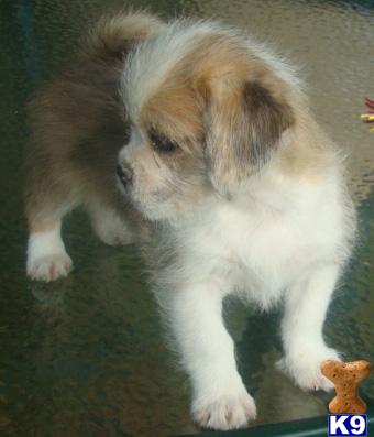 Shih Tzu and Pug crossed litter of 6 puppies...beautiful non-shedding puppies.