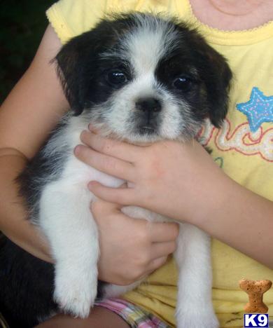 Beautiful and uniquely colored Shih Tzu/Pug crossed non-shedding puppies