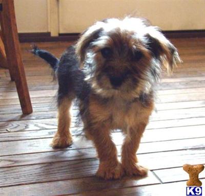 Cute male Morkie  GREAT CHRISTMAS PRESENT - WILL HOLD