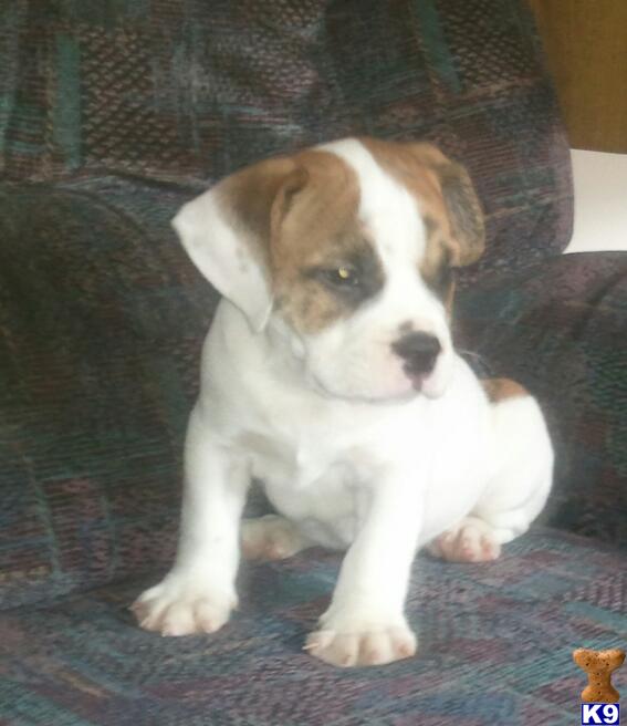 Bulldog Beagle Puppies