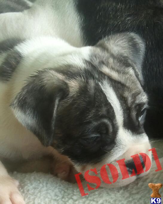 beautiful hybrid 3/4  English Bulldog female puppy    1/4 American
