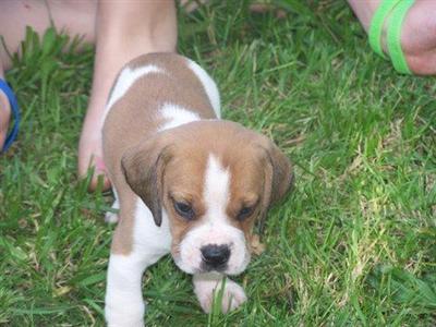 Bullie Beagle boy Kyle shipping included