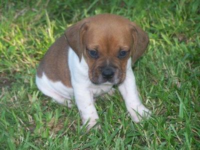Bullie Beagle boy Lance shipping included
