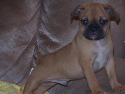 Brack English Bulldog X Pug shipping included