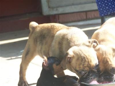 Rambo English Bulldog X Pug shipping included