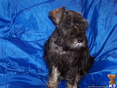 Connie Miniature Schnauzer shipping included