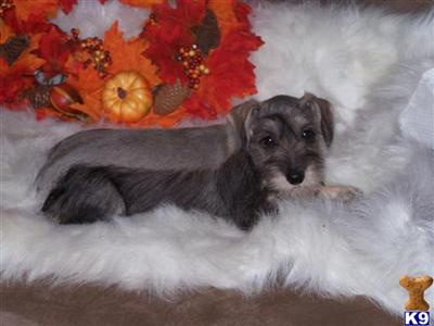 Breeze Miniature Schnauzer girl shipping included
