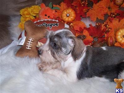 Chief Miniature Schnauzer shipping included