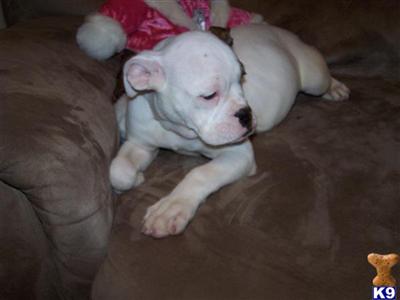 Lakota Valley Bulldog shipping included