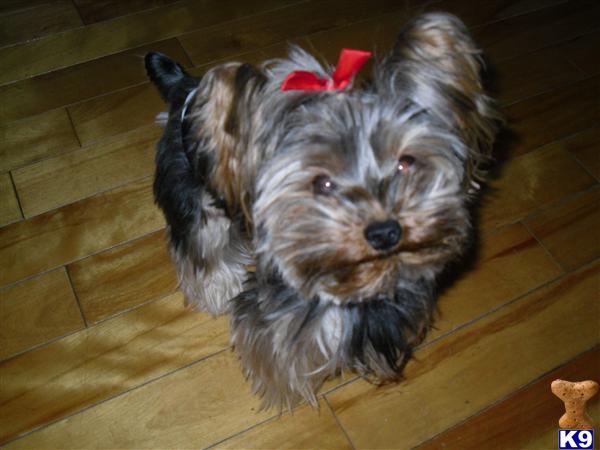Willow