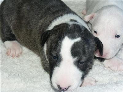 Minature English Bull Terriers http//www.bullieselp.com