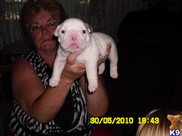 English Bulldog puppies for sale