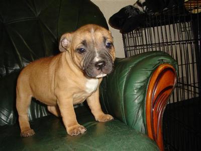red staffordshire bull terrier