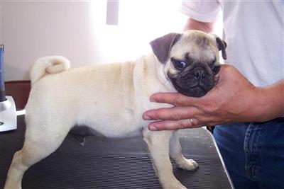 PUGS  AKC CHAMPION LINES 