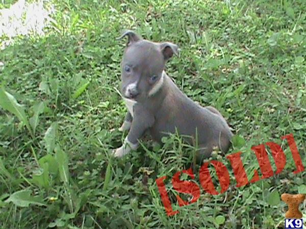TOP OF THE LINE PIT PUPS