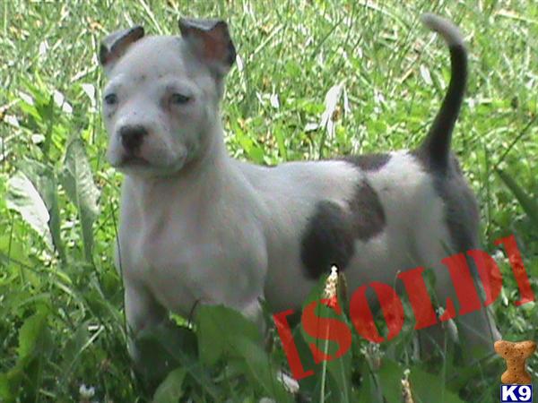 TOP OF THE LINE PIT PUPS