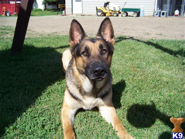 German Shepherd AKC