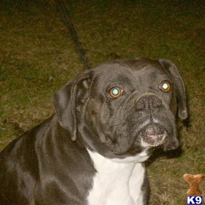 ~~AKC REGISTERED ADULT FEMALE~~RARE CHOCOLATE~~