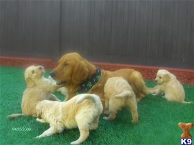   Puppies are here  