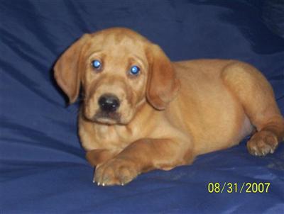 AKC Champion Fox Red  Lab Puppies