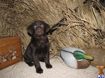 Price Reduced AKC Chocolate Lab Puppies
