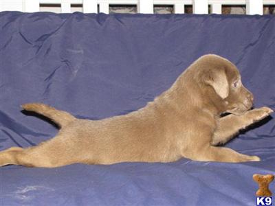 AKC Silver Lab Puppies