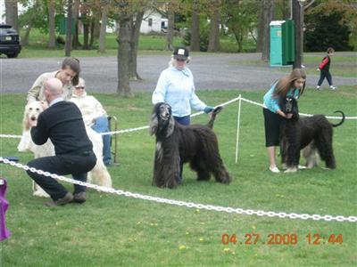 Multiple Best In Field UKC Multiple Best IN Show CH ZoSos Bahyats Hovot Ha-Levacot MC