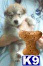 wolf dog pups ready for new homes