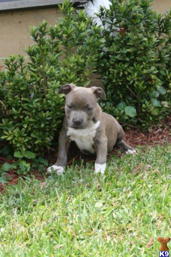 American Bully champion pups. A American Pit Bull pup for sale located ...
