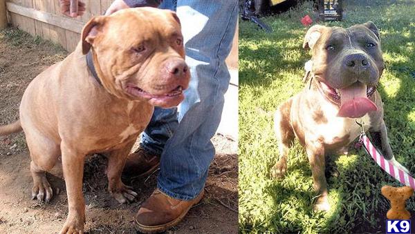 Blue Nose American Bully PitBull Puppies