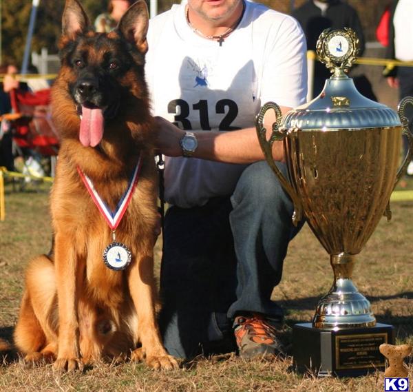 Champion Sired Puppies Are Here