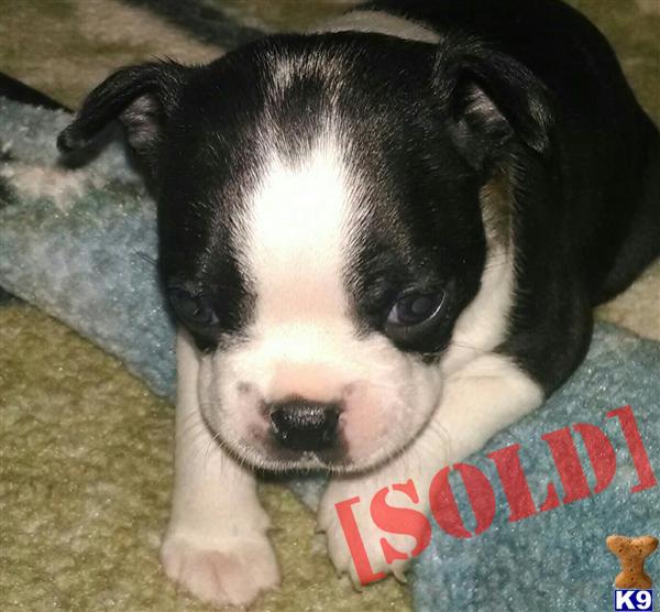 boston terrier puppies alabama document moved boston terrier puppies alabama document moved