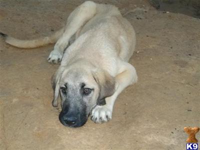 AKC Registered Anatolian shepherd puppies