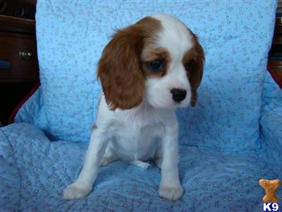 AKC Cavalier King Charles Pups 