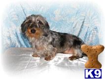 AKC REG. MINI. DACHSHUND PUPS