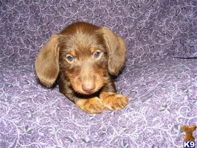 AKC MINIATURE DACHSHUND