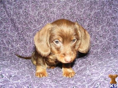 AKC REGISTERED MINIATURE DACHSHUND