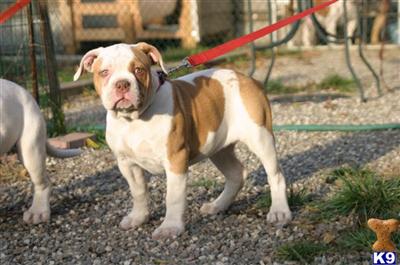 American Bandog 
