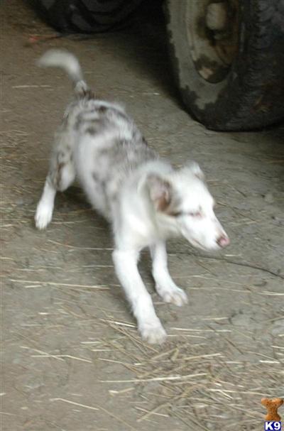 Border Collie Red Merle Female Pup  Calico