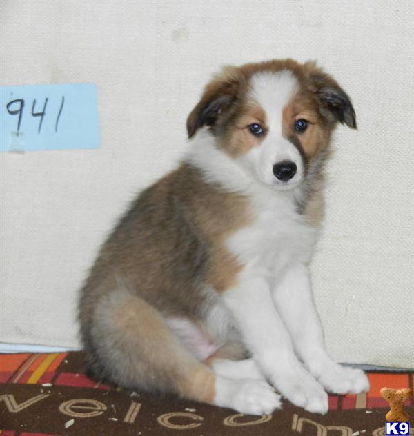 Black Sable Male Puppy