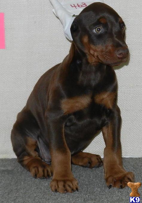 Doberman Puppies 