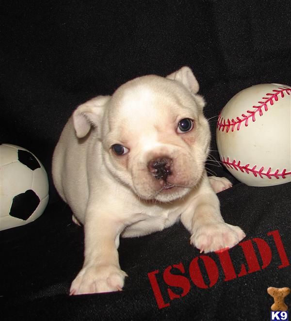 AKC CHAMPION BLOODLINES CREAM MALE BILLY