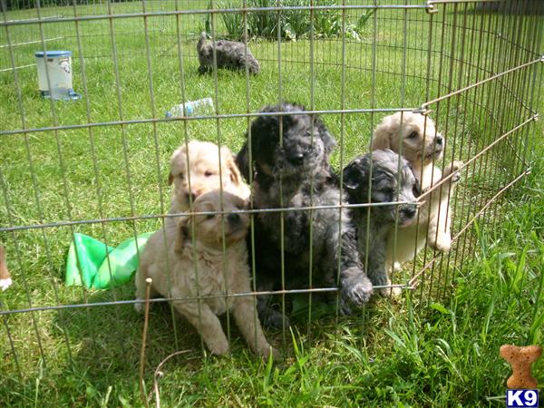 f1b goldendoodle pictures. CKC MINI F1B Golden doodle