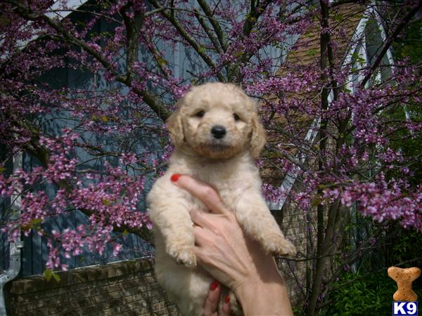goldendoodle dogs for sale. mini goldendoodle puppies